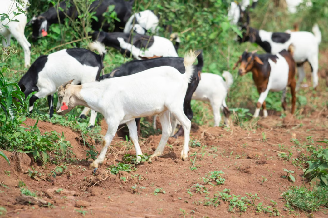 RealTree LLC Goatscaping Land Management